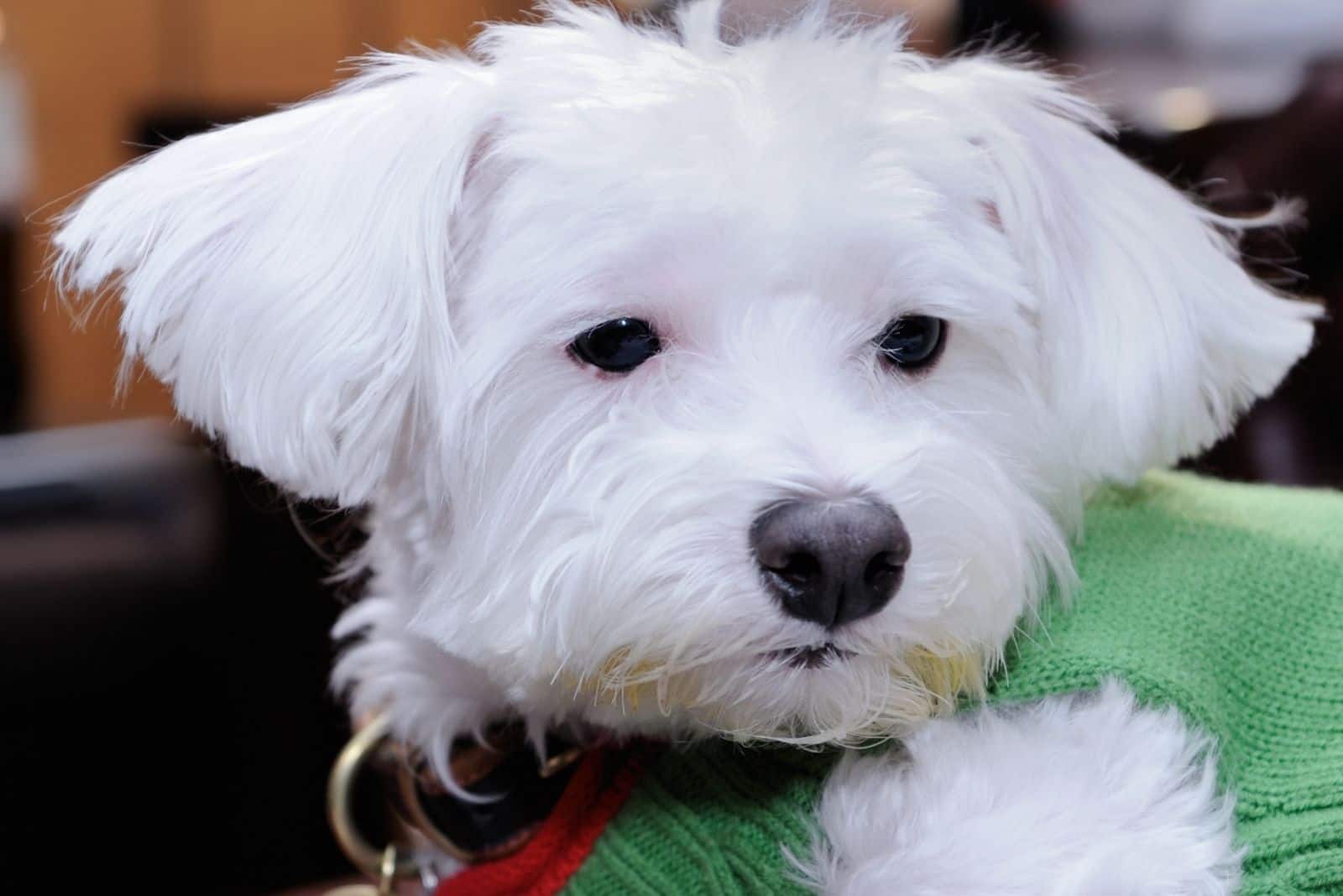 white yorkie poo dressed up in close up photography