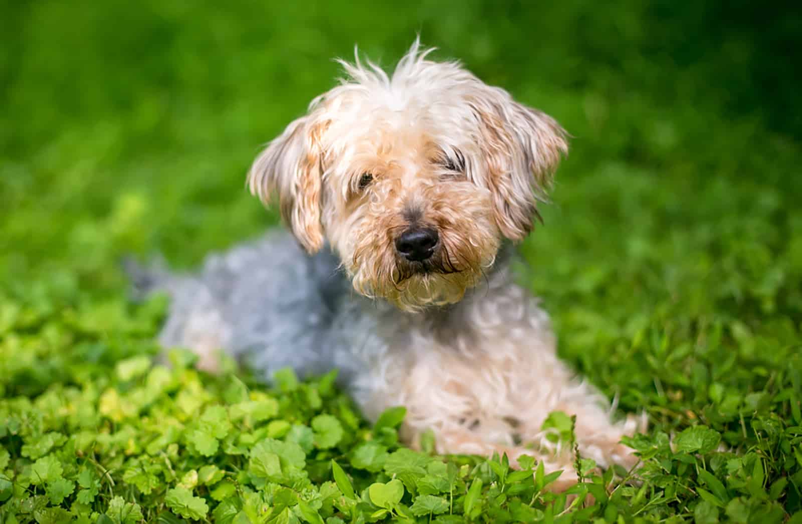 white yorkiepoo dog lying down in the grass