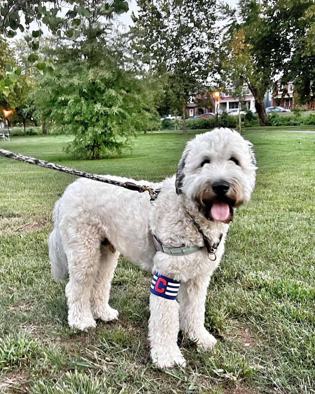 Whoodle standing on grass