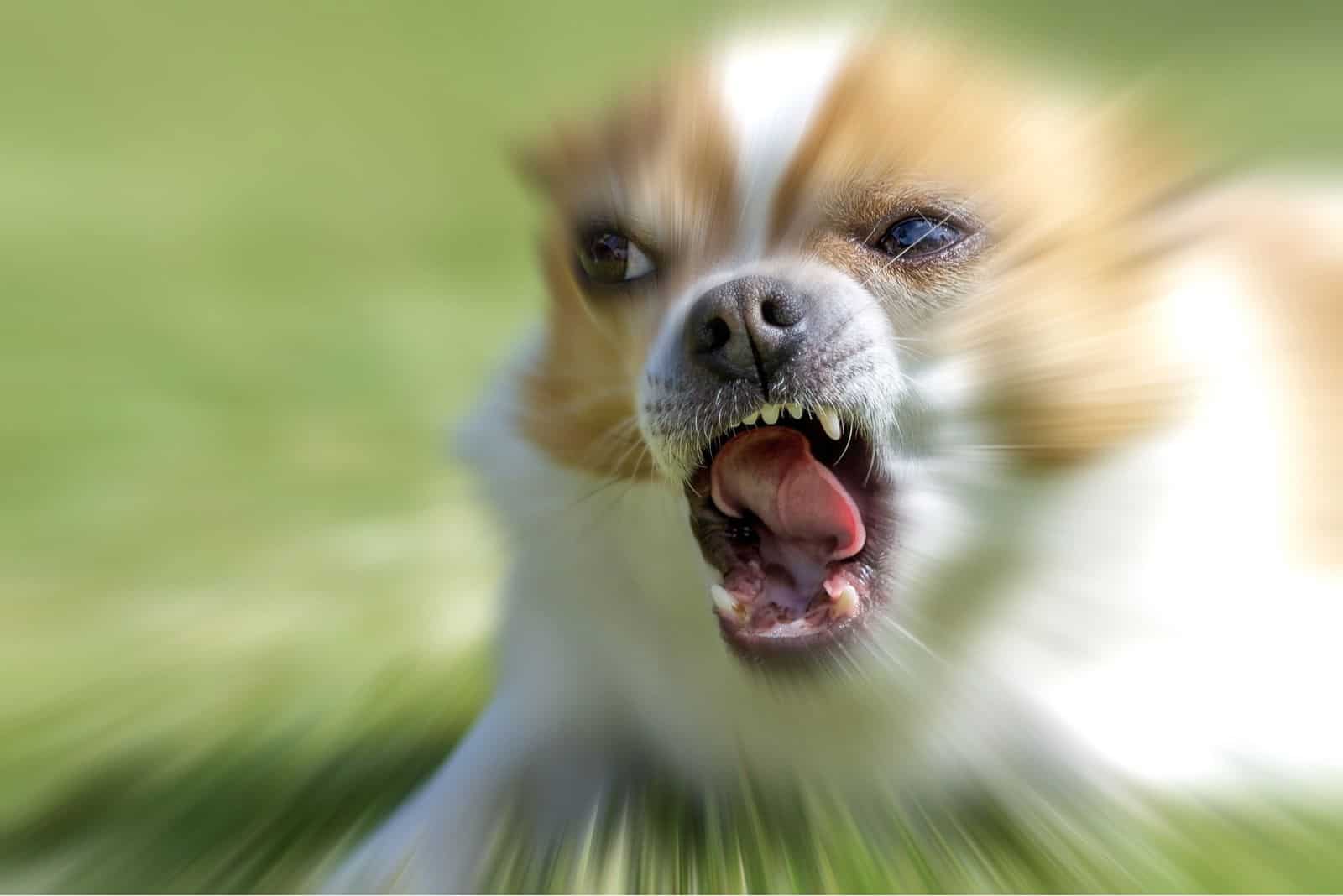 Why Are Chihuahuas So Aggressive? Top Tips For A Calmer Dog