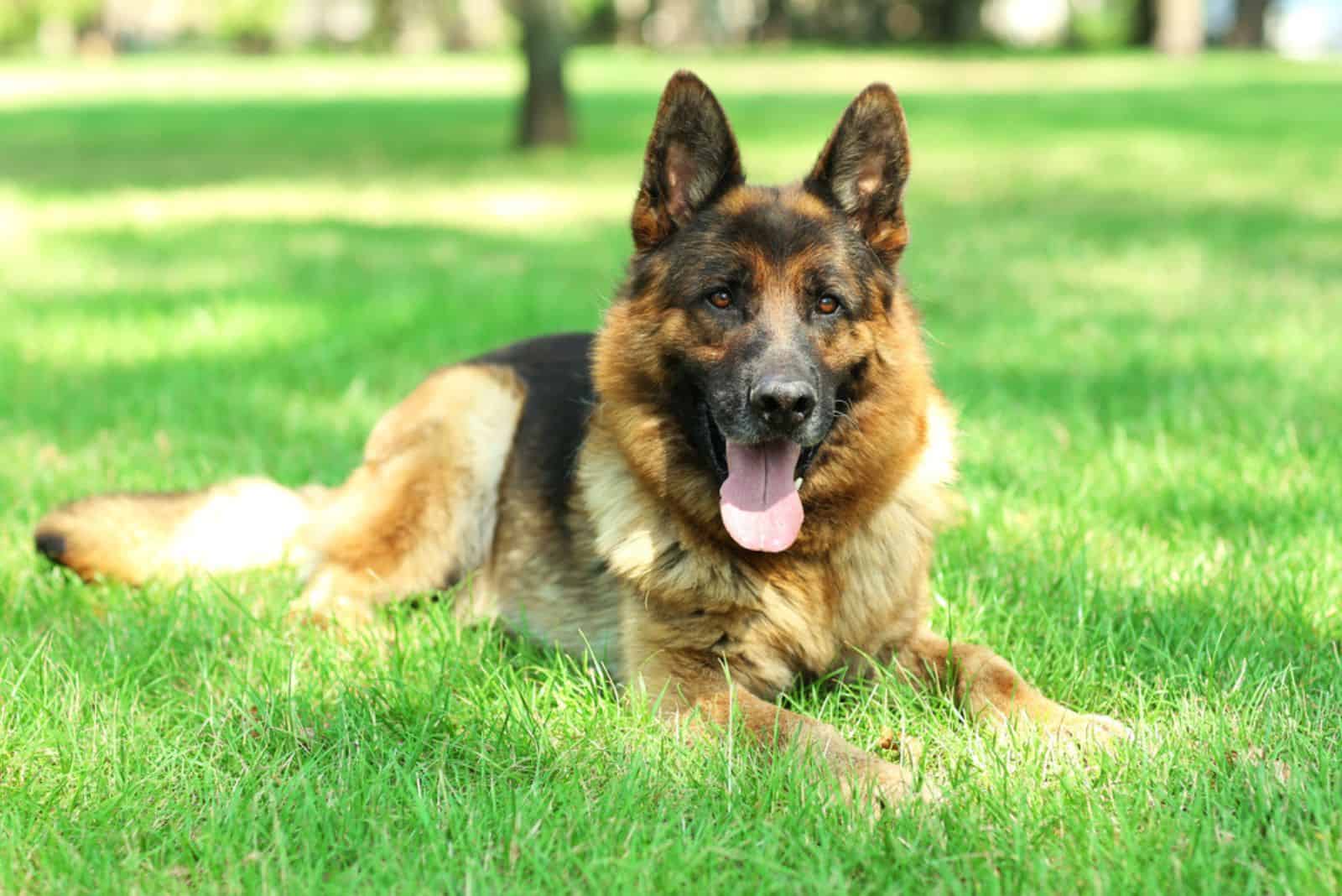 Why Are German Shepherds So Smart? A Guide To GSD Intelligence