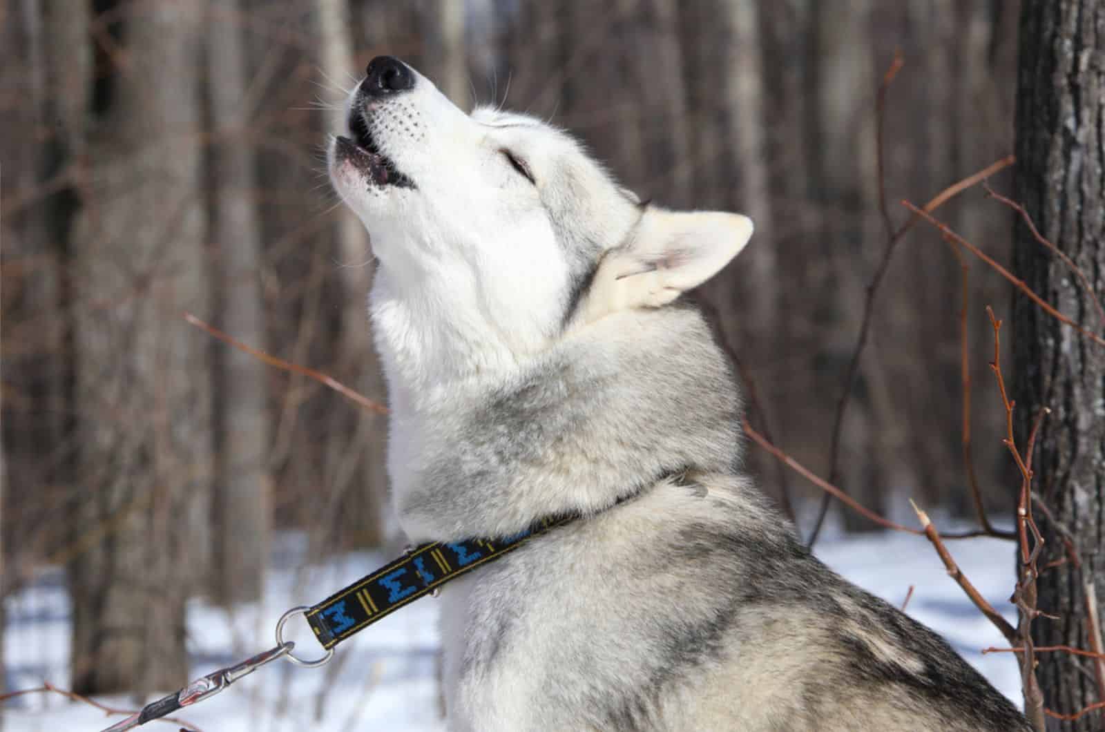 Why Are Huskies So Dramatic? 6 Reasons For Drama Behavior