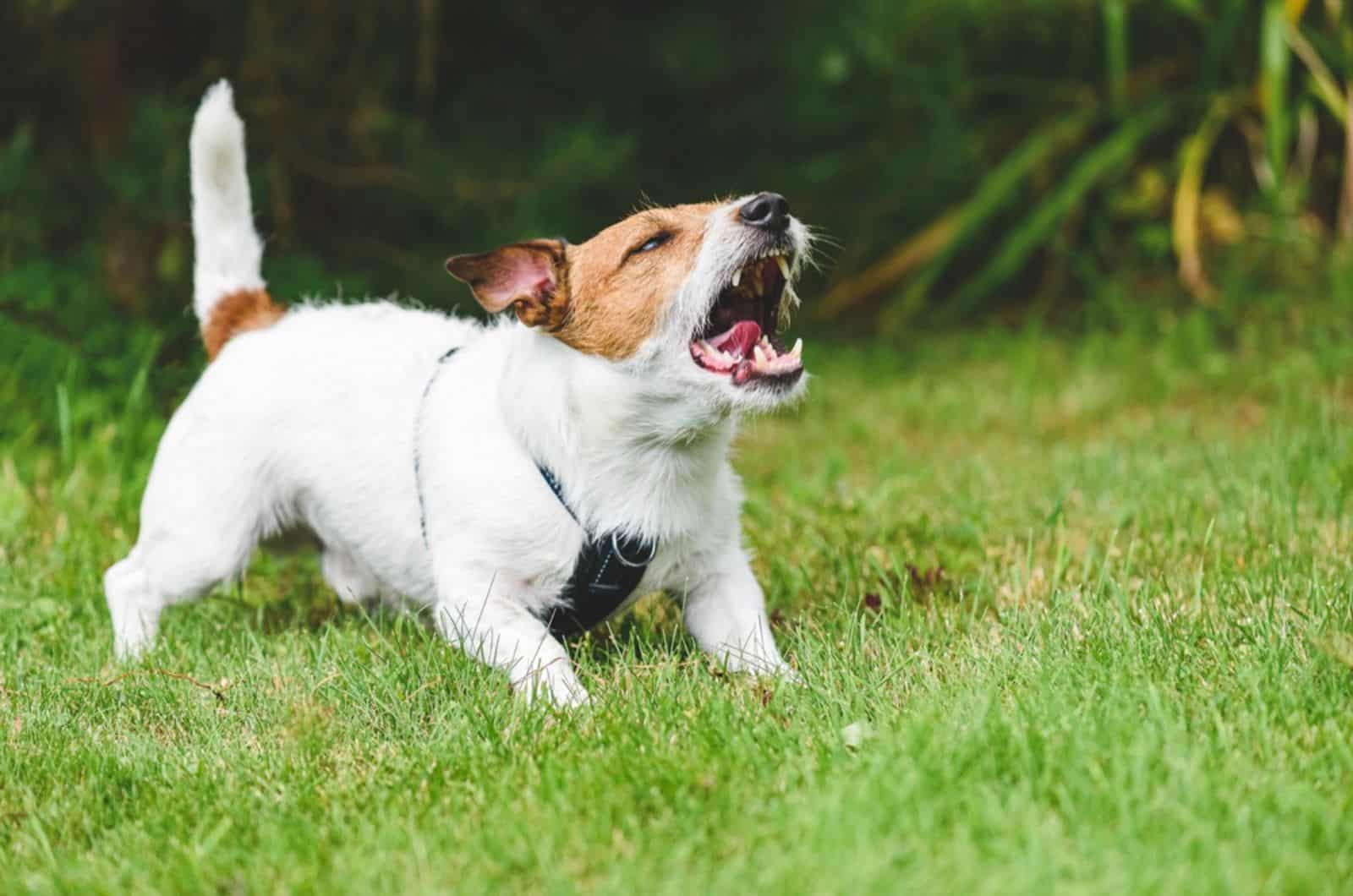 Decoding The ‘Why Small Dogs Are So Aggressive’ Dilemma