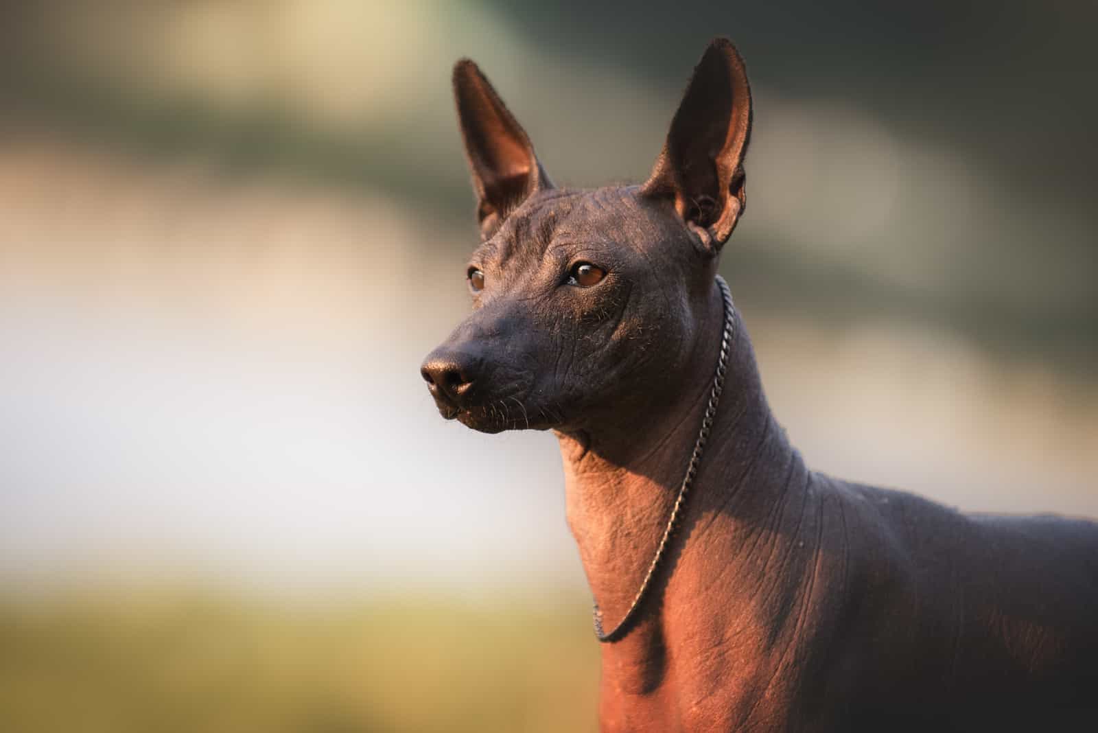 Why Are There So Many Mexican Street Dogs?