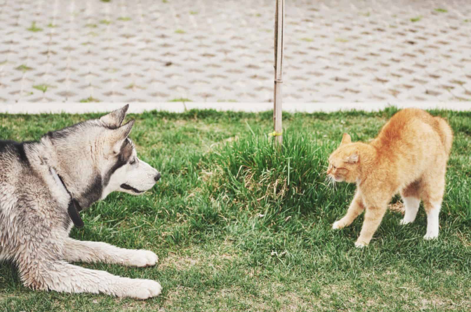 Why Do Cats And Dogs Hate Each Other So Much?