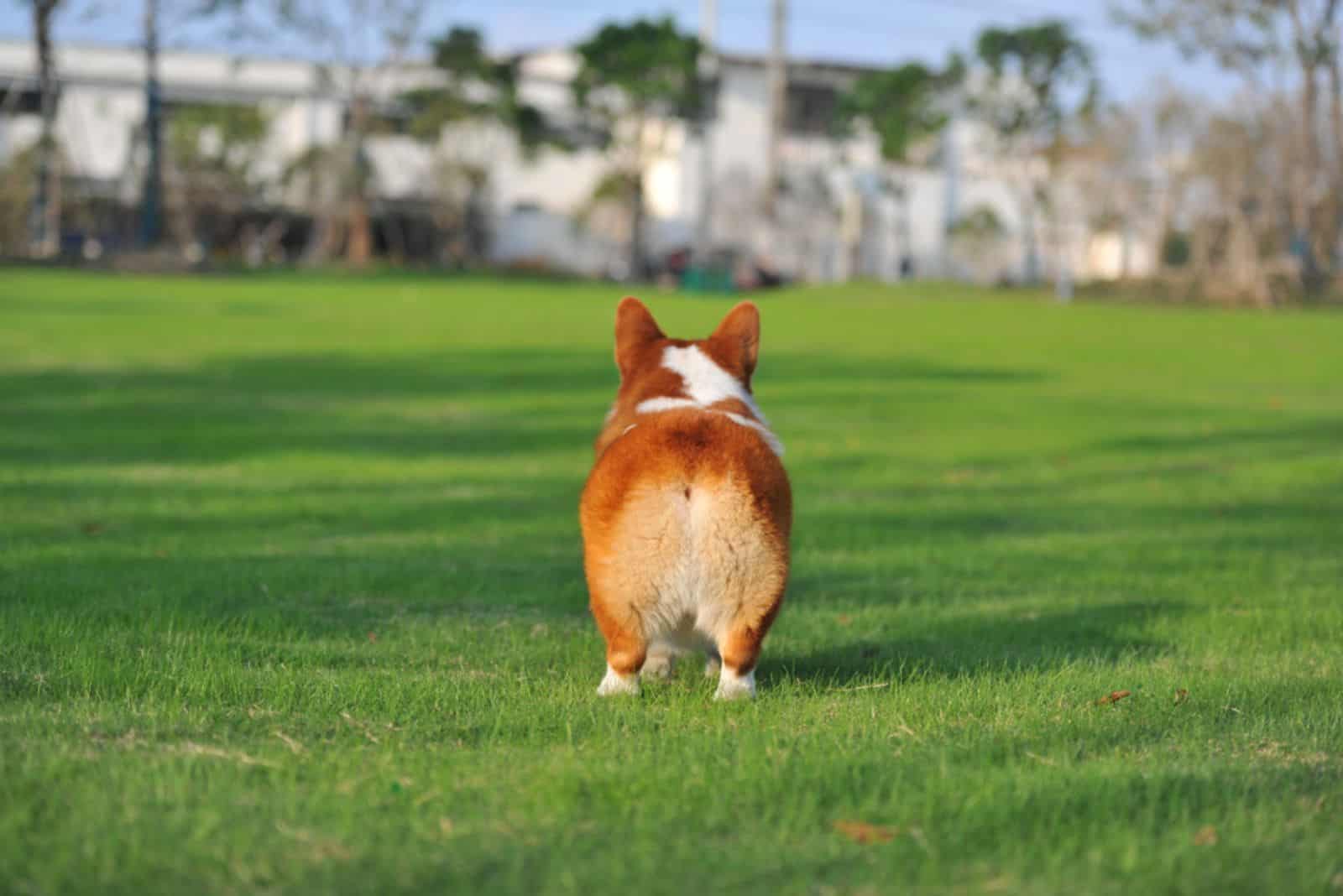 Why Do Corgi Butts Float? 4 Possible Theories