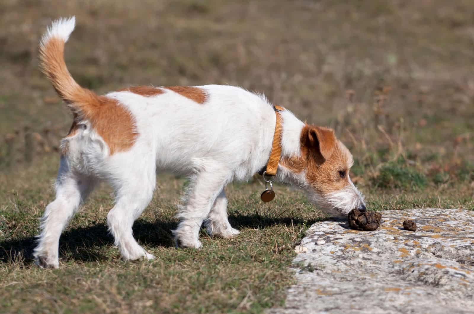 Why Do Dogs Eat Cat Poop: 6 Reasons And How To Stop It