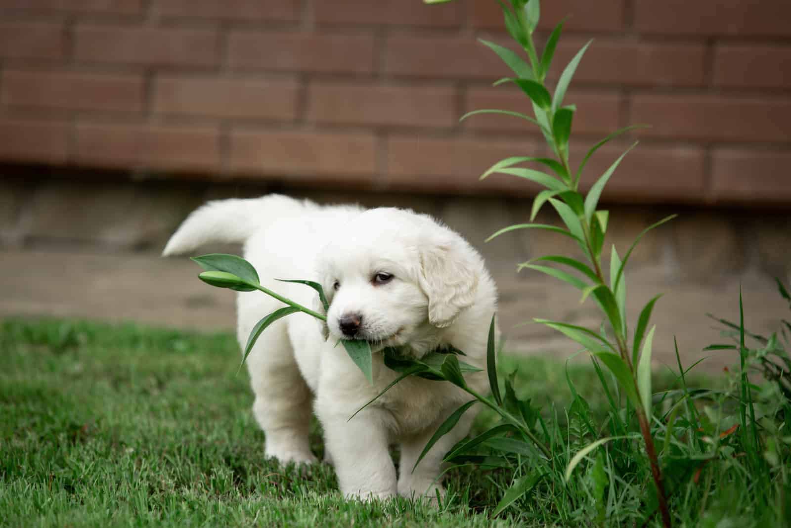 Why Do Dogs Eat Grass? Does Eating Grass Make Dogs Sick?