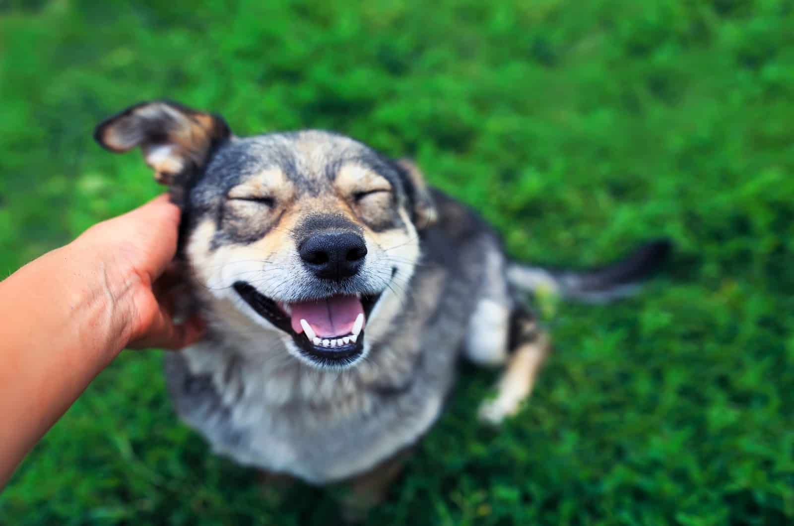 Why Do Dogs Kick When You Scratch Them? A Singular Explanation