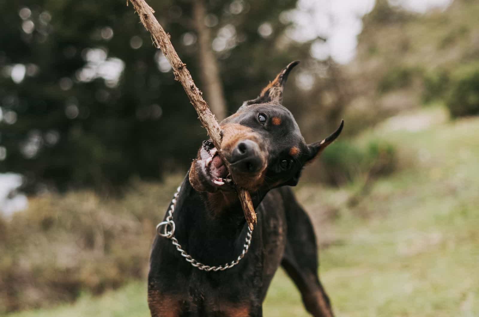 Why Do Dogs Like Sticks? 10 Logical Reasons Why