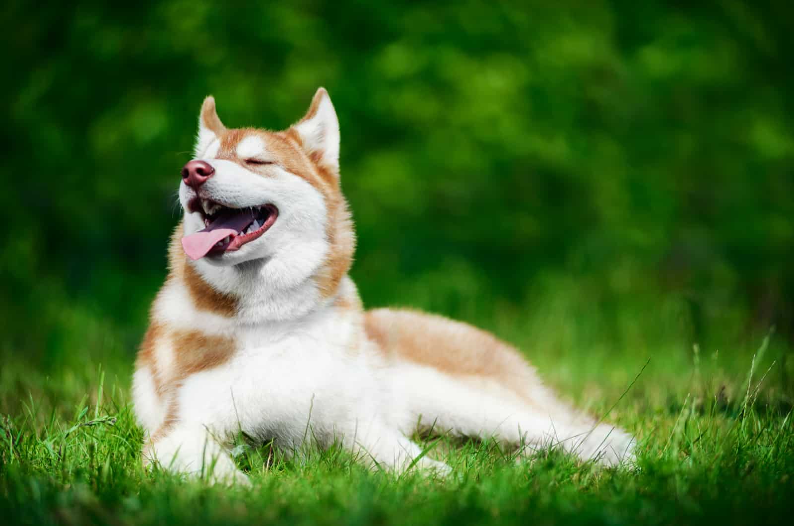 Why Do Dogs Like To Lay In The Sun? Understanding Your Pooch