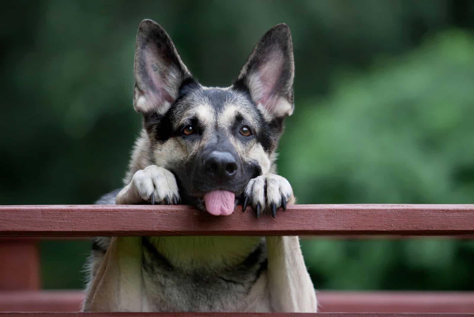 Why Do Dogs Stick Their Tongue Out? Becauph