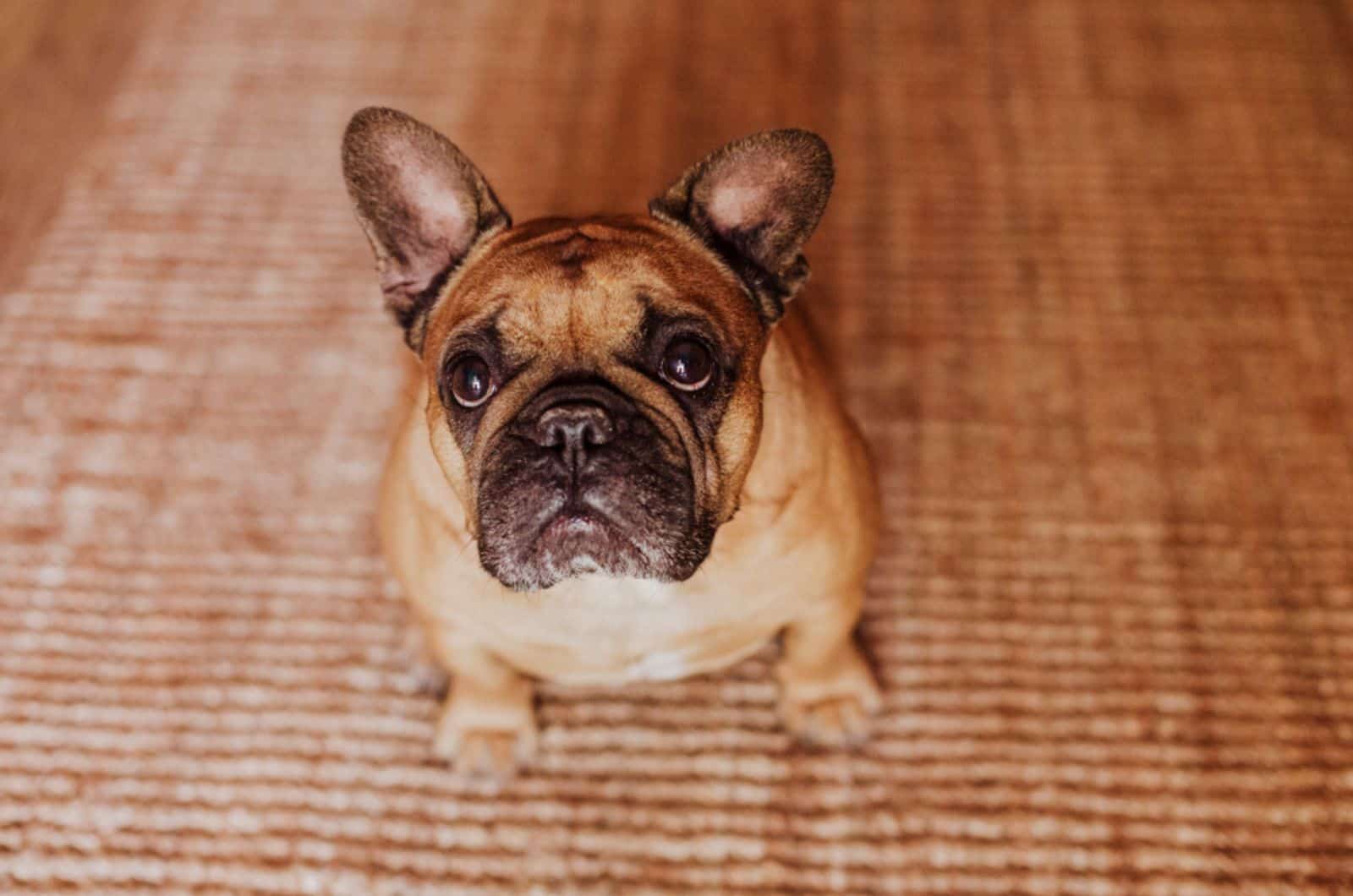 Why Do French Bulldogs Fart So Much? 21 Smelly Reasons