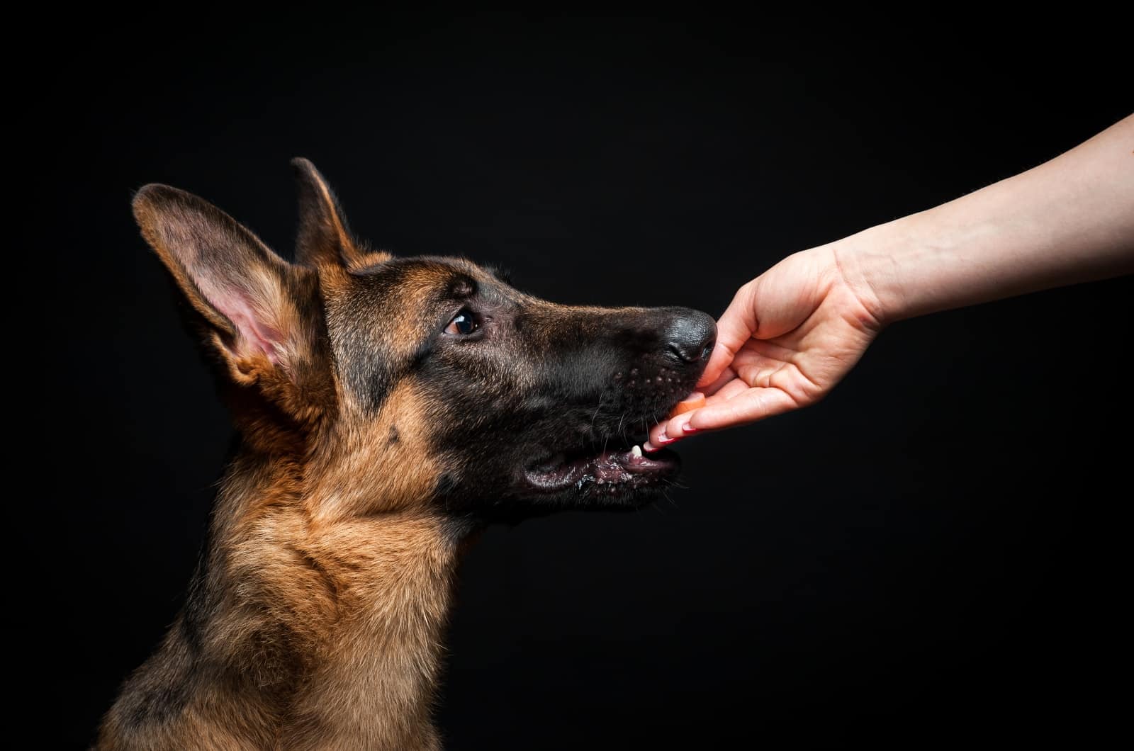 Why Do German Shepherds Nibble? 9 Reasons, And What To Do