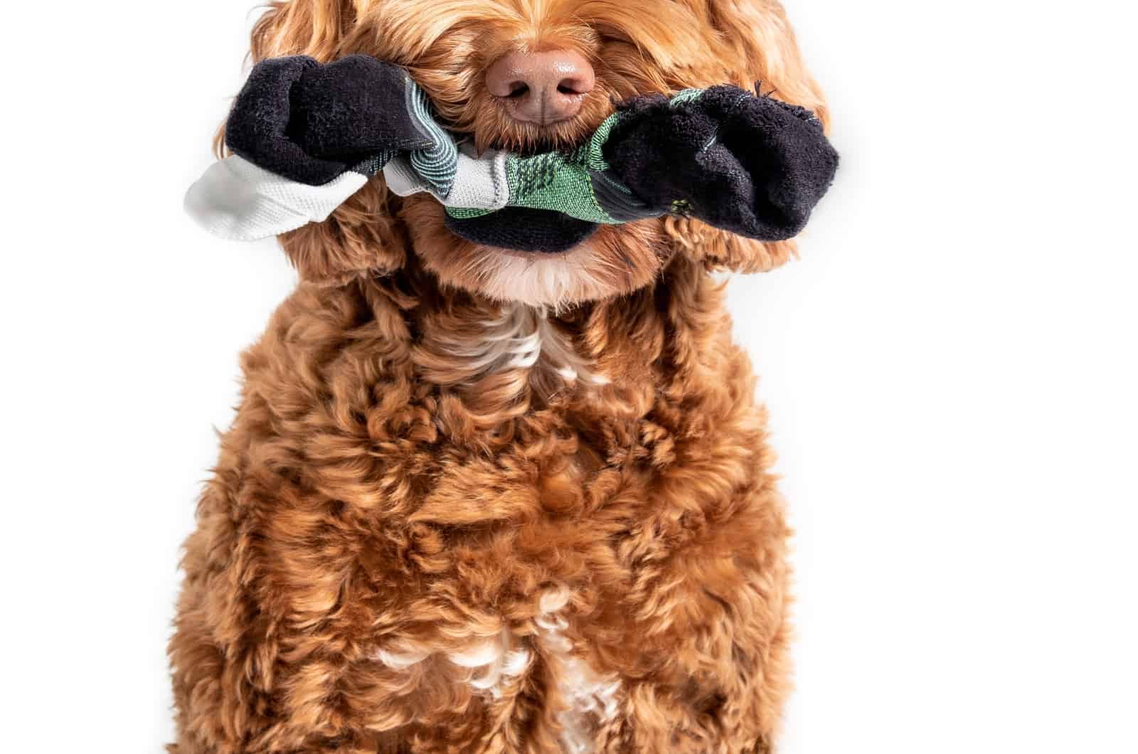 Why Do Goldendoodles Love Socks? 5 Possible Explanations