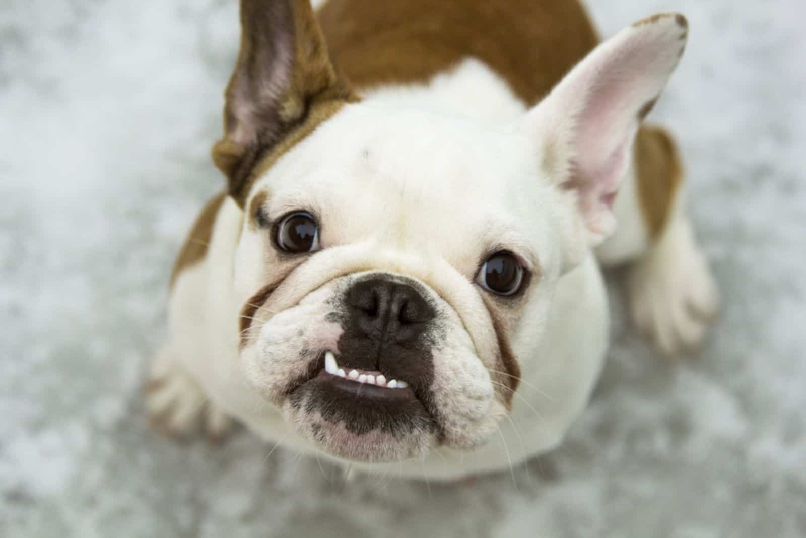 3 Potential Reasons Why Your Dog’s Teeth Chatter