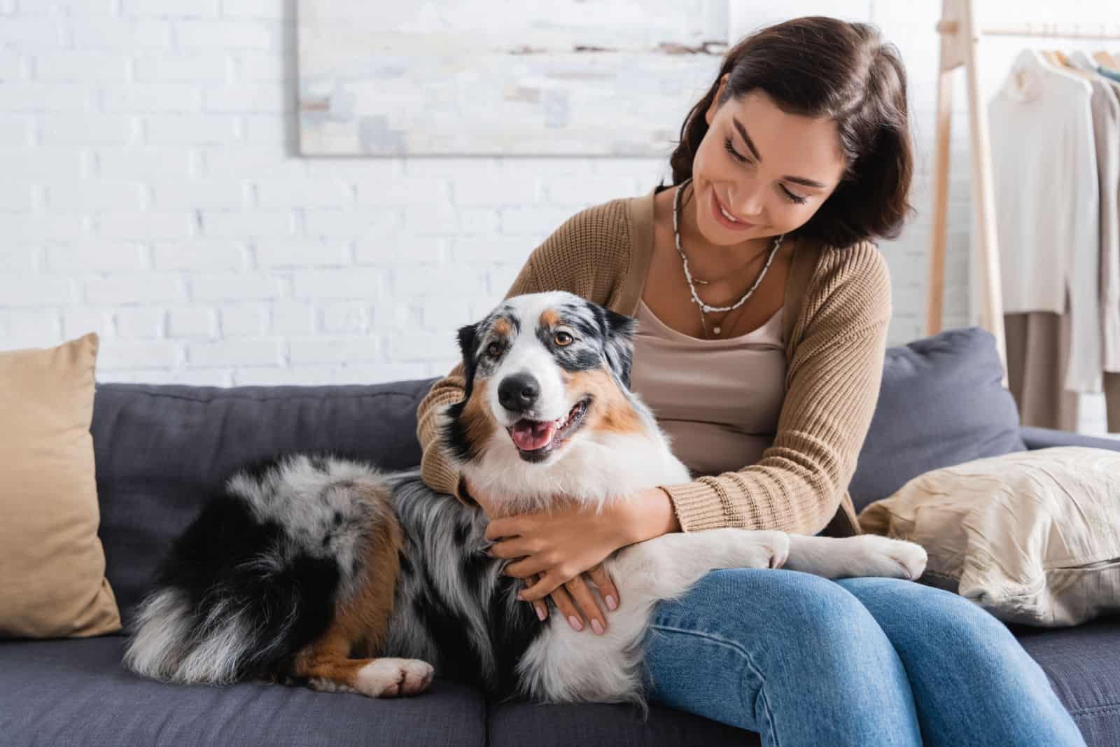 Why Does My Australian Shepherd Sit On Me? 9 Reasons