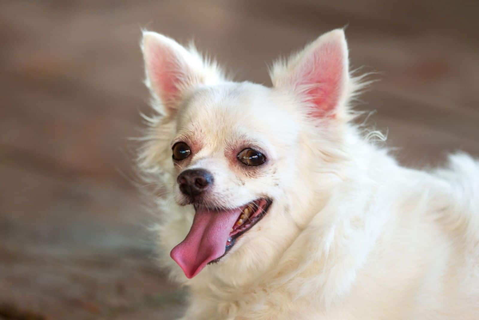 These Are 11 Reasons Why Some Chihuahuas Sound Like They’re Choking On Something