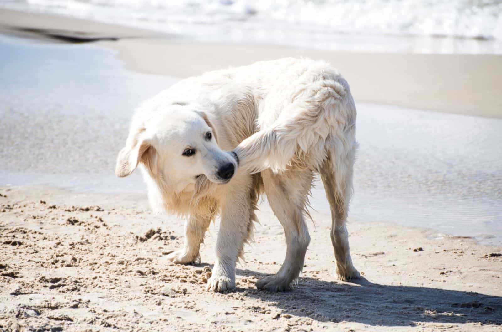 5 Possible Reasons Why Dogs Chase Their Tail