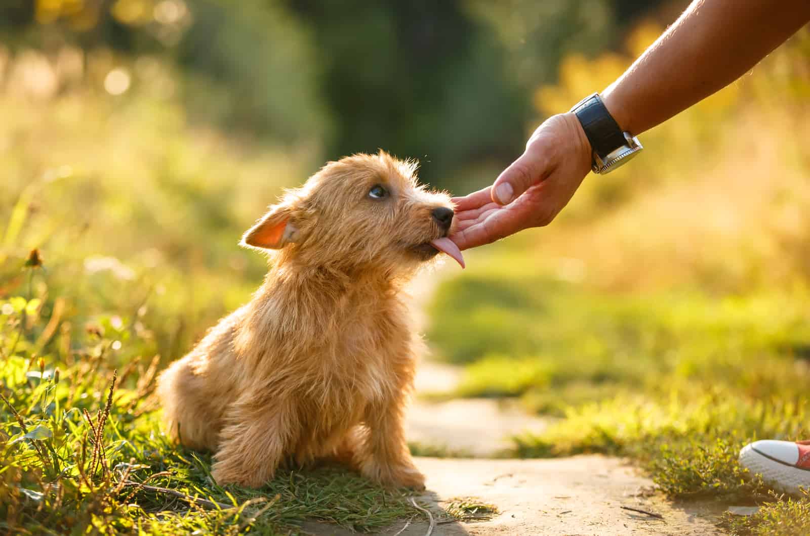 Why Does My Dog Lick My Hands? Find Out The Truth Here