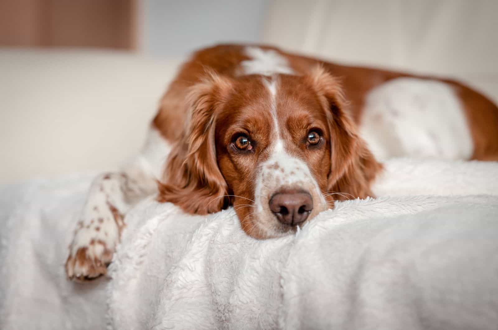 Why Does My Dog Purr? 6 Reasons For This Odd Behavior