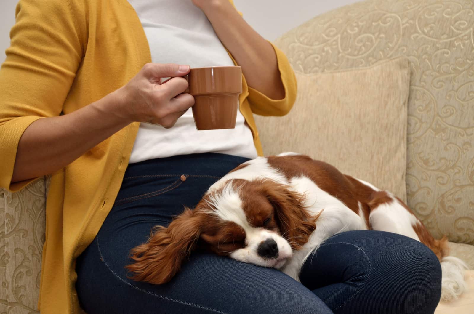 This Is Why Your Dog Loves Sitting On You So Much