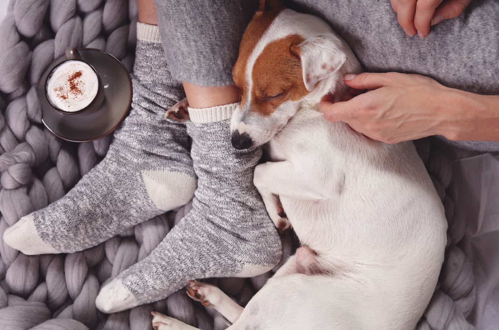 Why Does My Dog Sleep Between My Legs? 10 Reasons