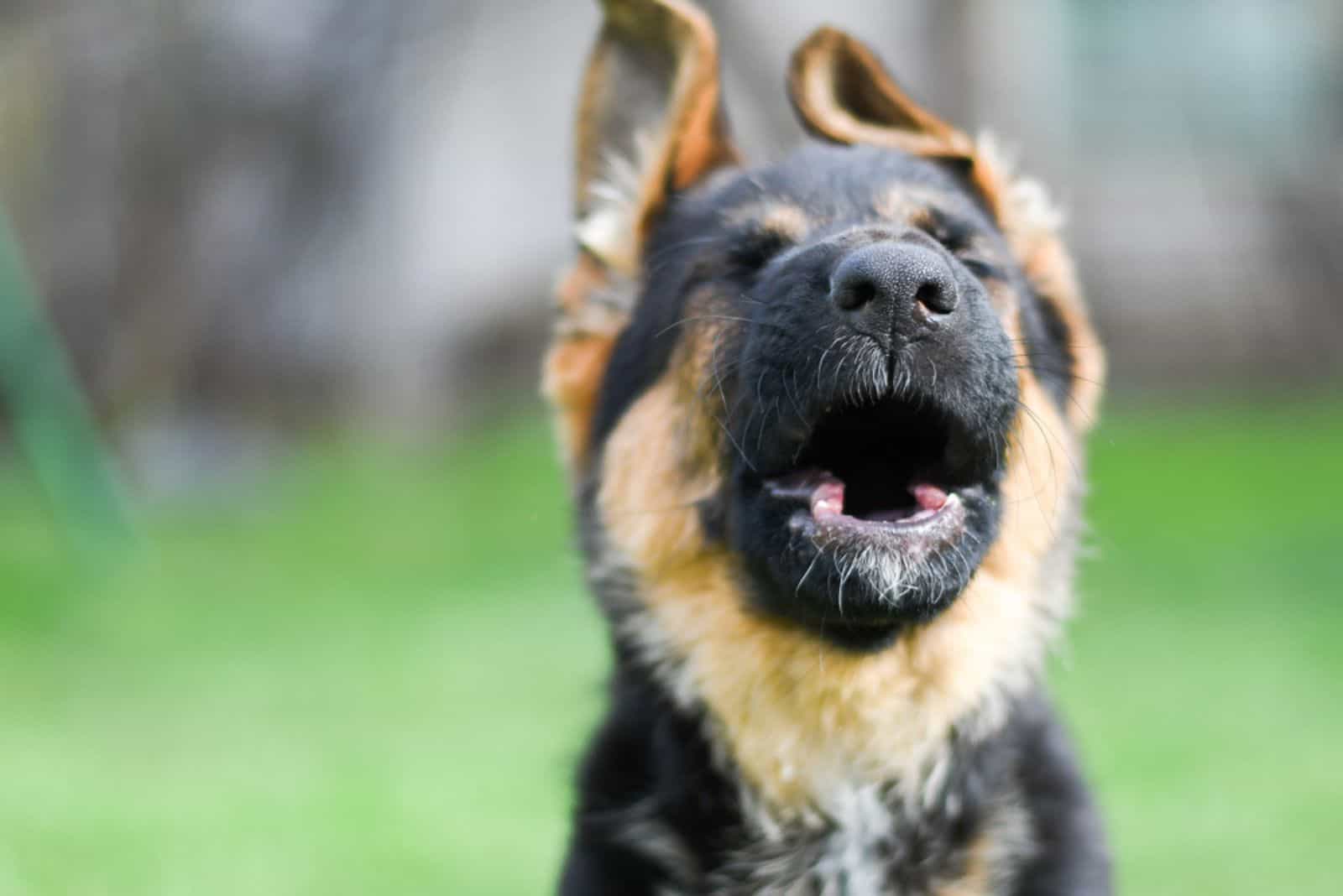 7 Reasons Why Your German Shepherd Makes Weird Noises