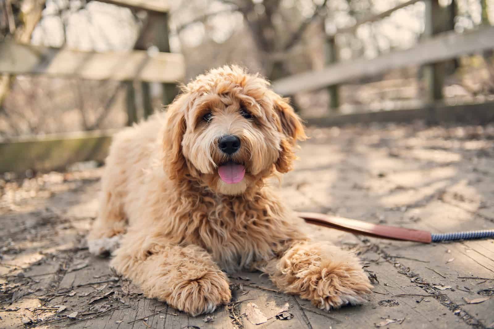 Why Goldendoodles Are The Worst — 9 Doodle Drawbacks