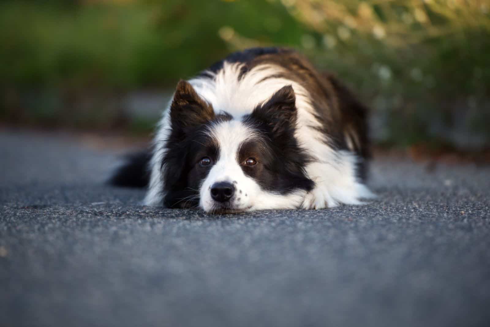 Why Is My Border Collie So Afraid Of People? Possible Causes