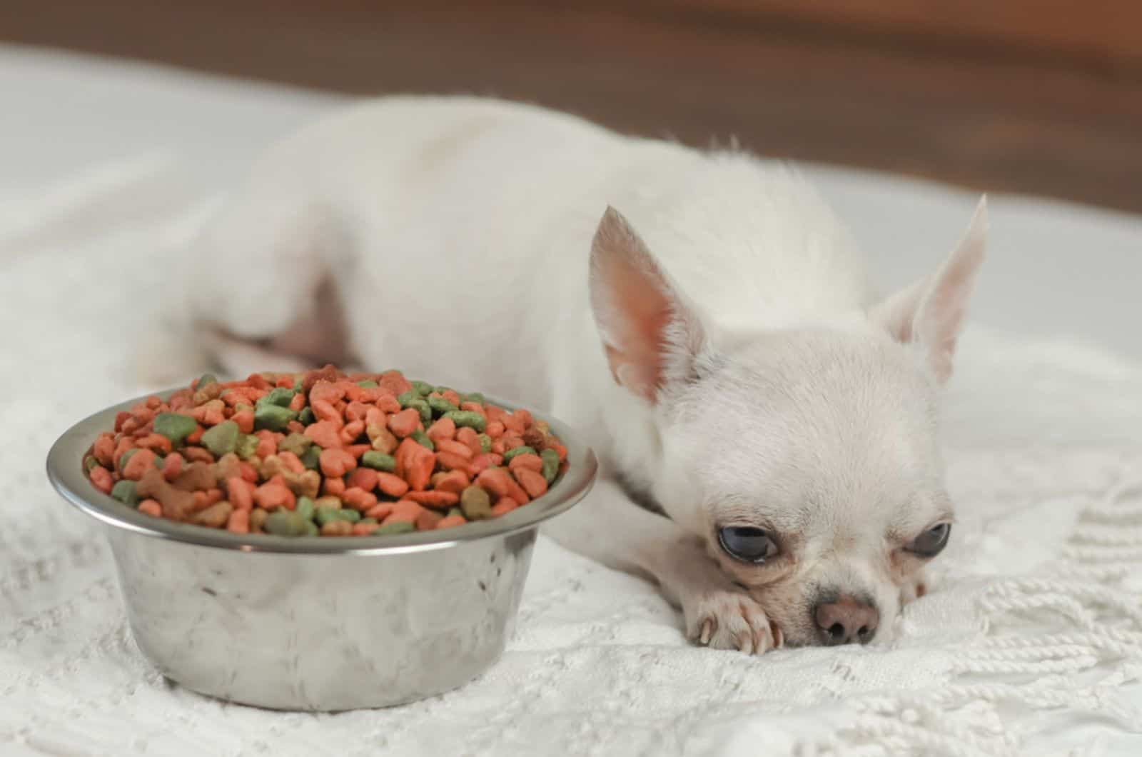 Why Is My Chihuahua Not Eating: 9 Possible Reasons