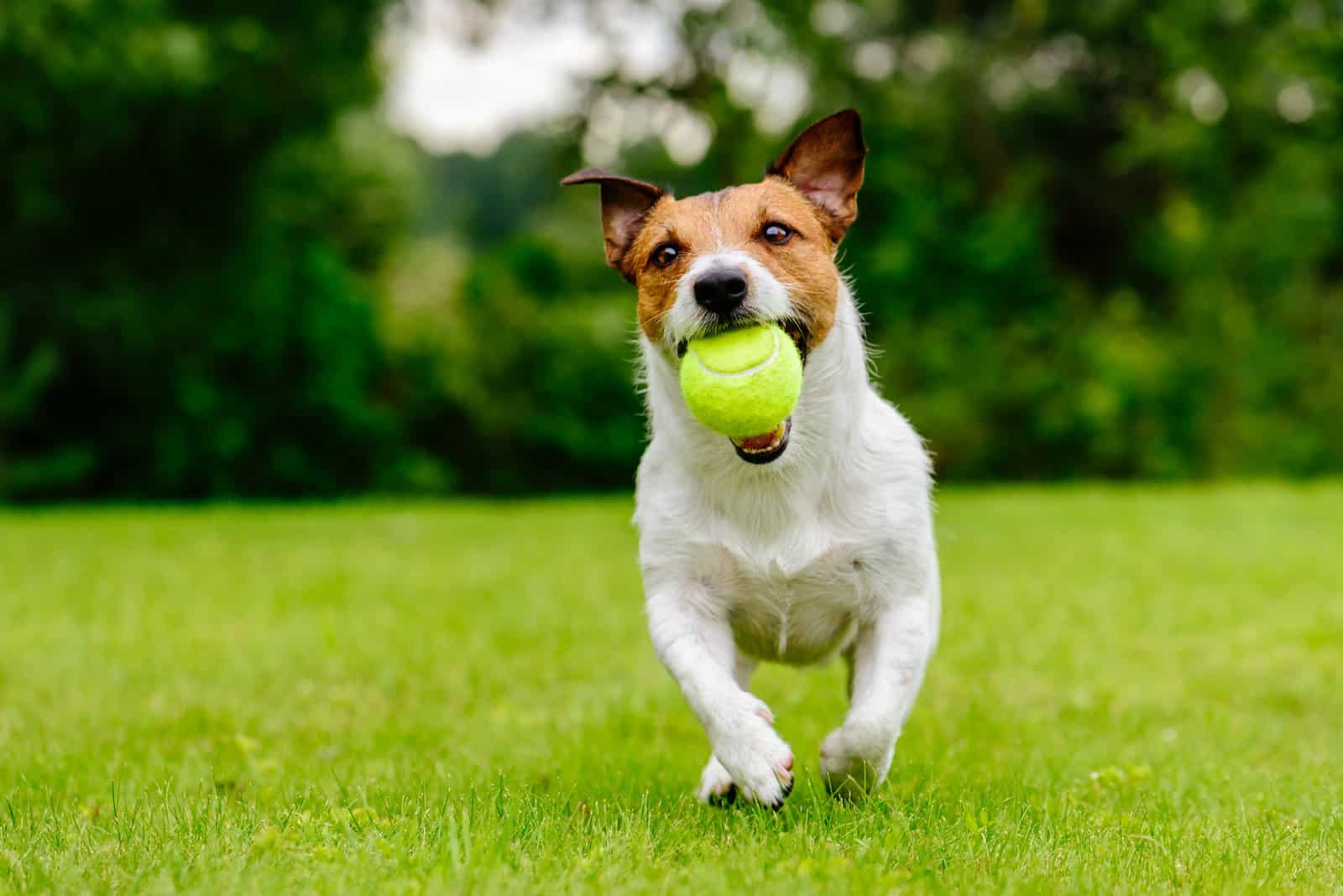 Dog Obsessed With Ball: 4 Reasons And 6 Solutions