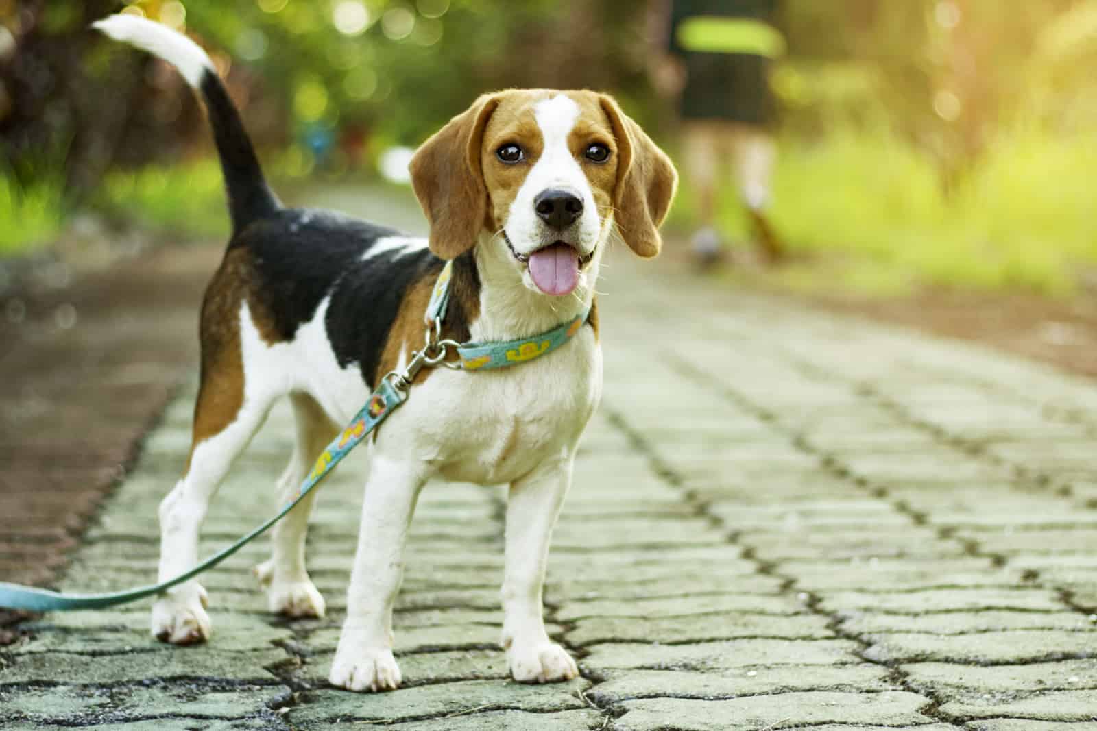 Why Is My Dog Walking Sideways: 11 Possible Reasons