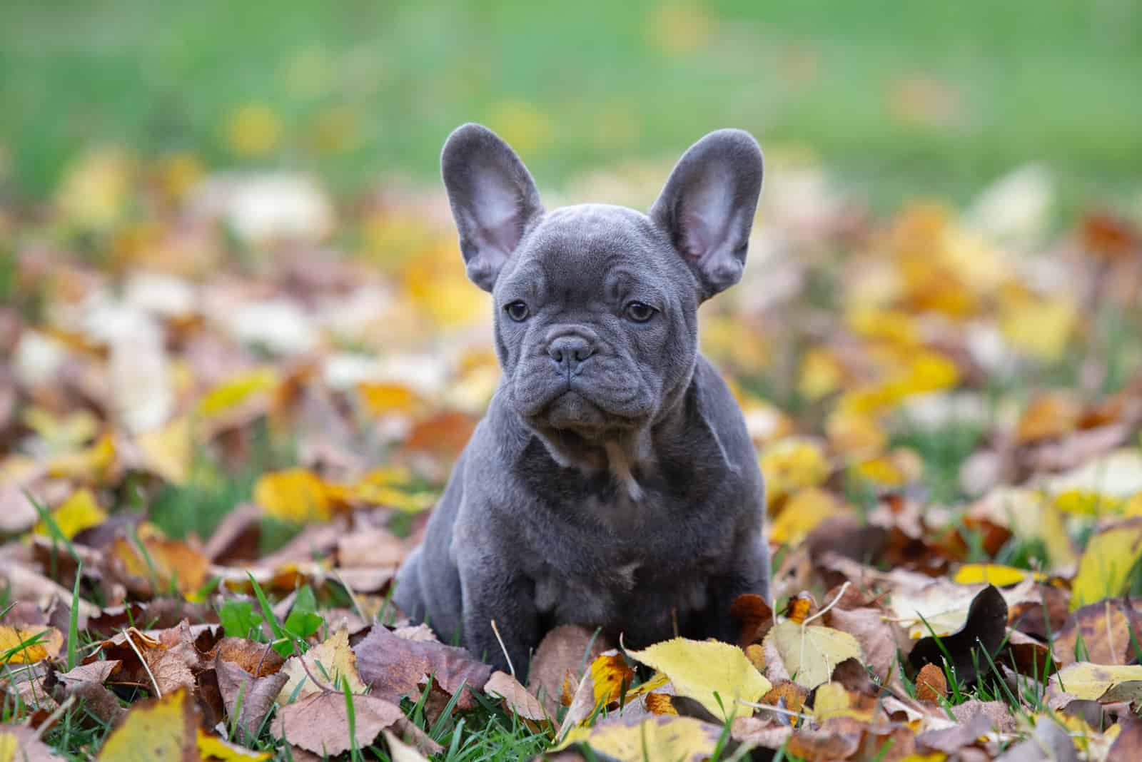 Why Is My French Bulldog Puppy Eating Poop – 7 Causes