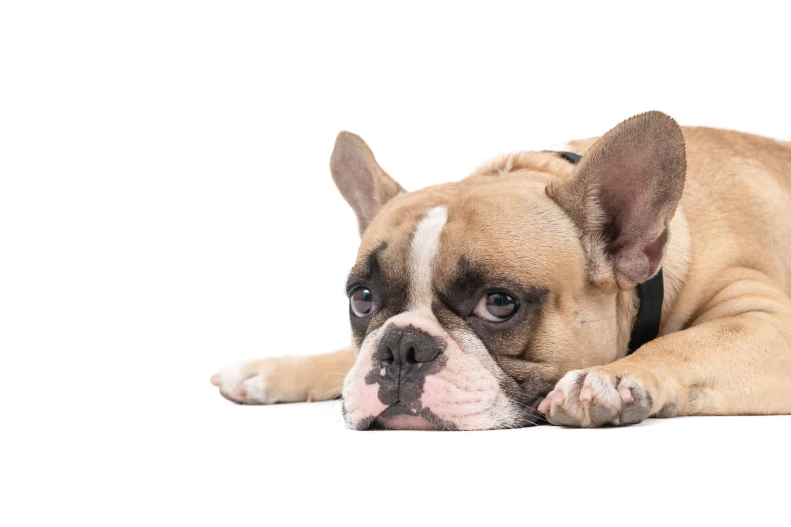 Why Is My French Bulldog Throwing Up – 9 Reasons