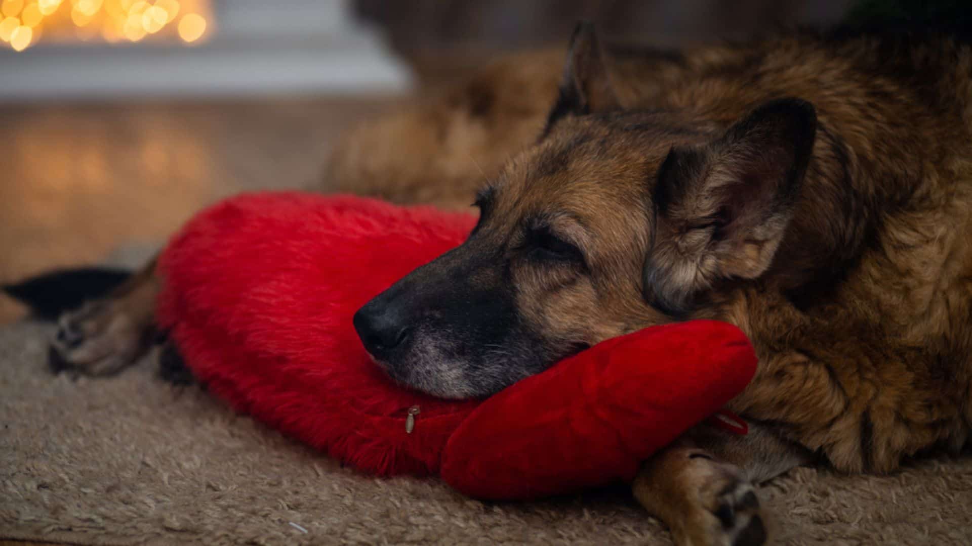 Why Is My German Shepherd Wagging Tail In His Sleep?