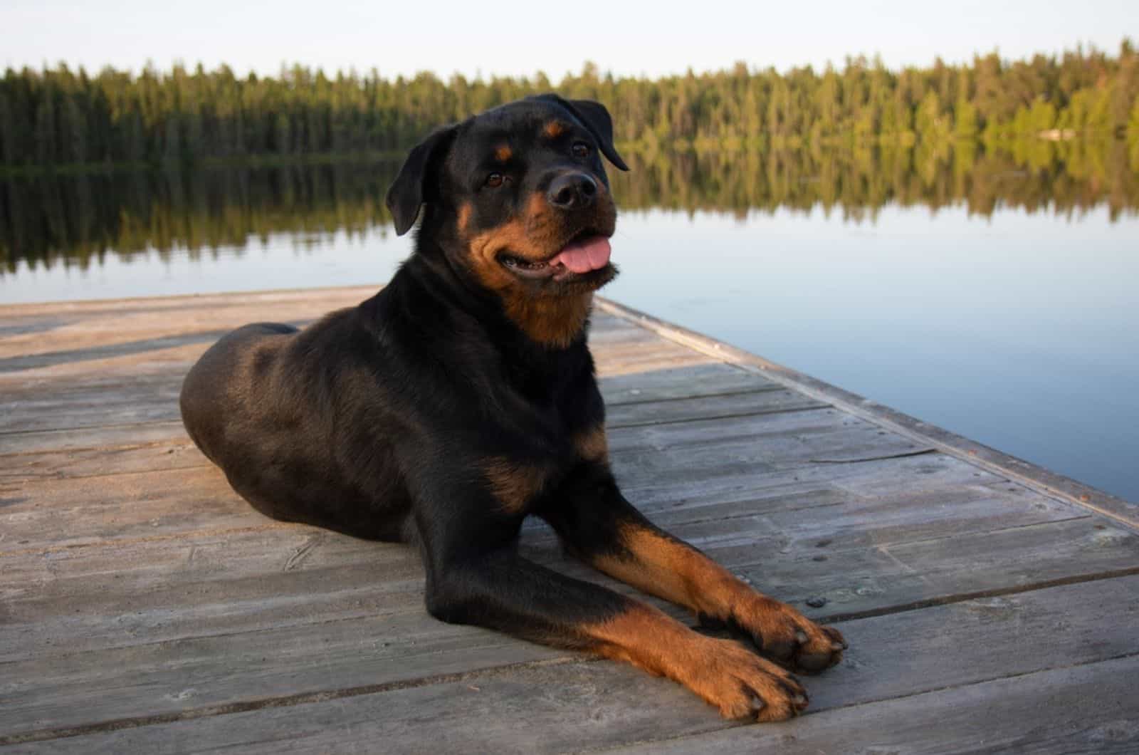 Why Is My Rottweiler Panting So Much? 13 Common Causes