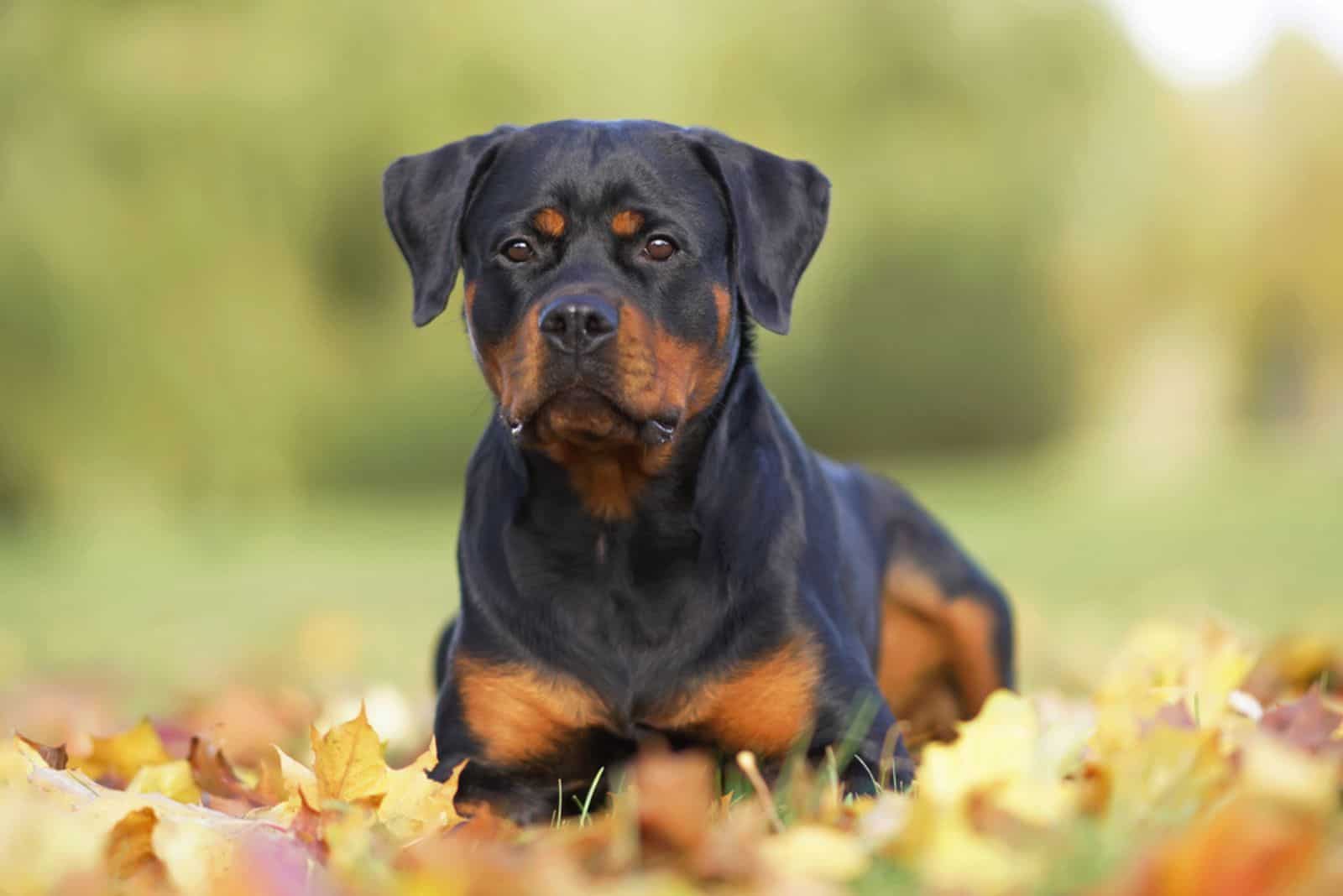 Why Is My Rottweiler So Small? 8 Possible Reasons