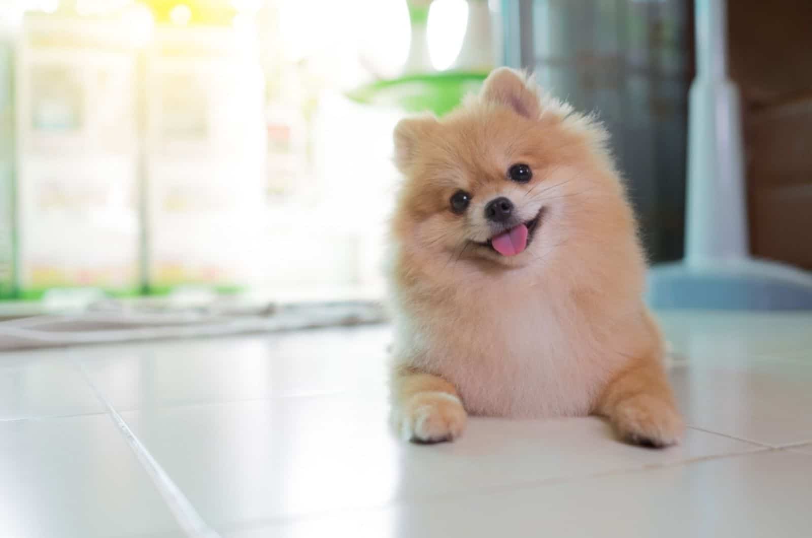 Why Pomeranians Are The Worst Dogs? Or, Are They? 