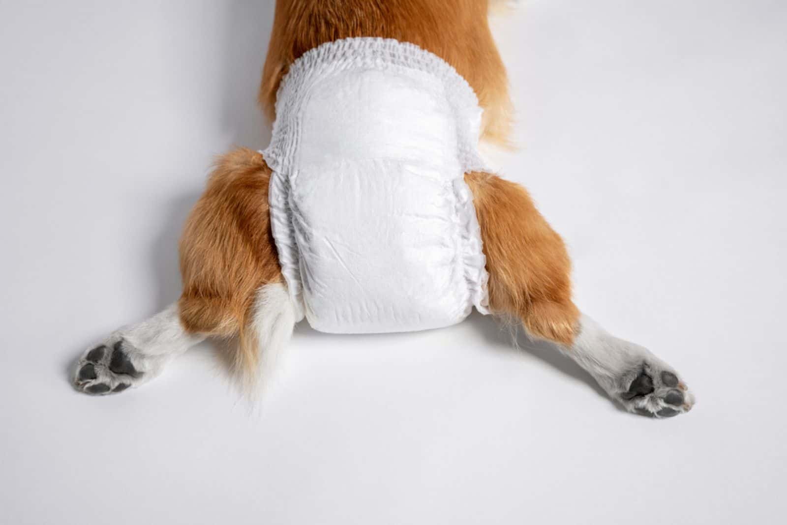 Why Puppy Diapers Are (Not) A Good Idea 