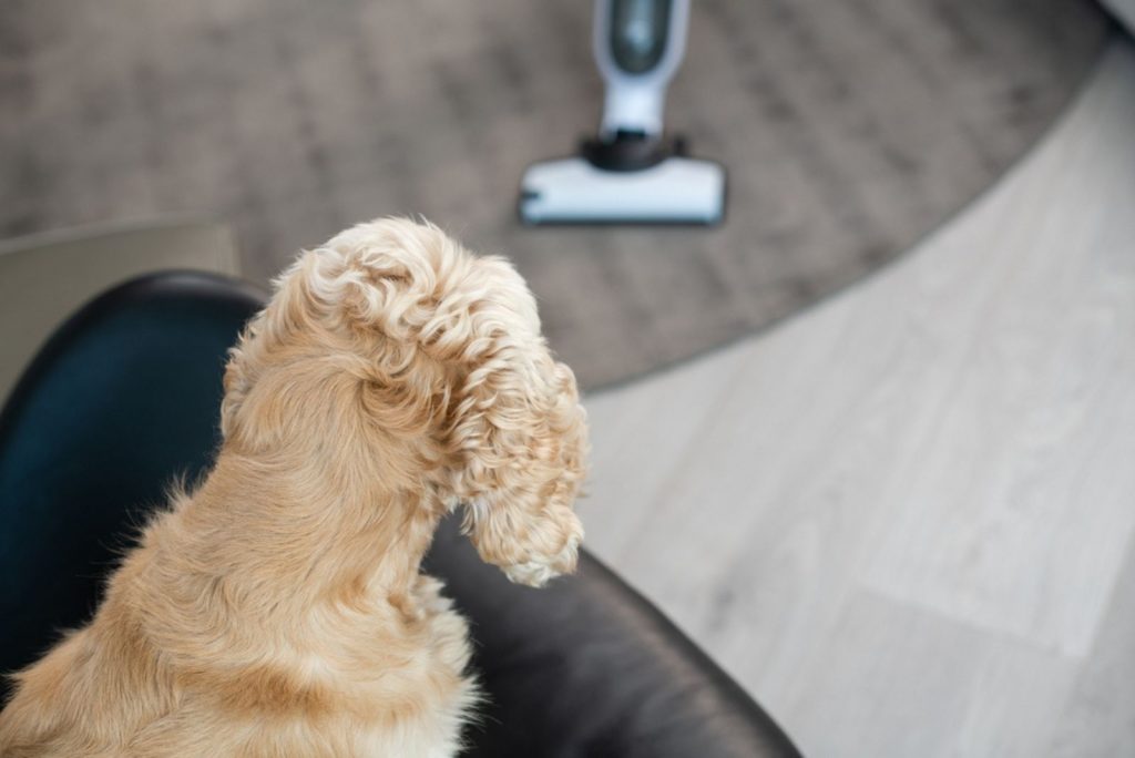 the dog is afraid of the vacuum cleaner