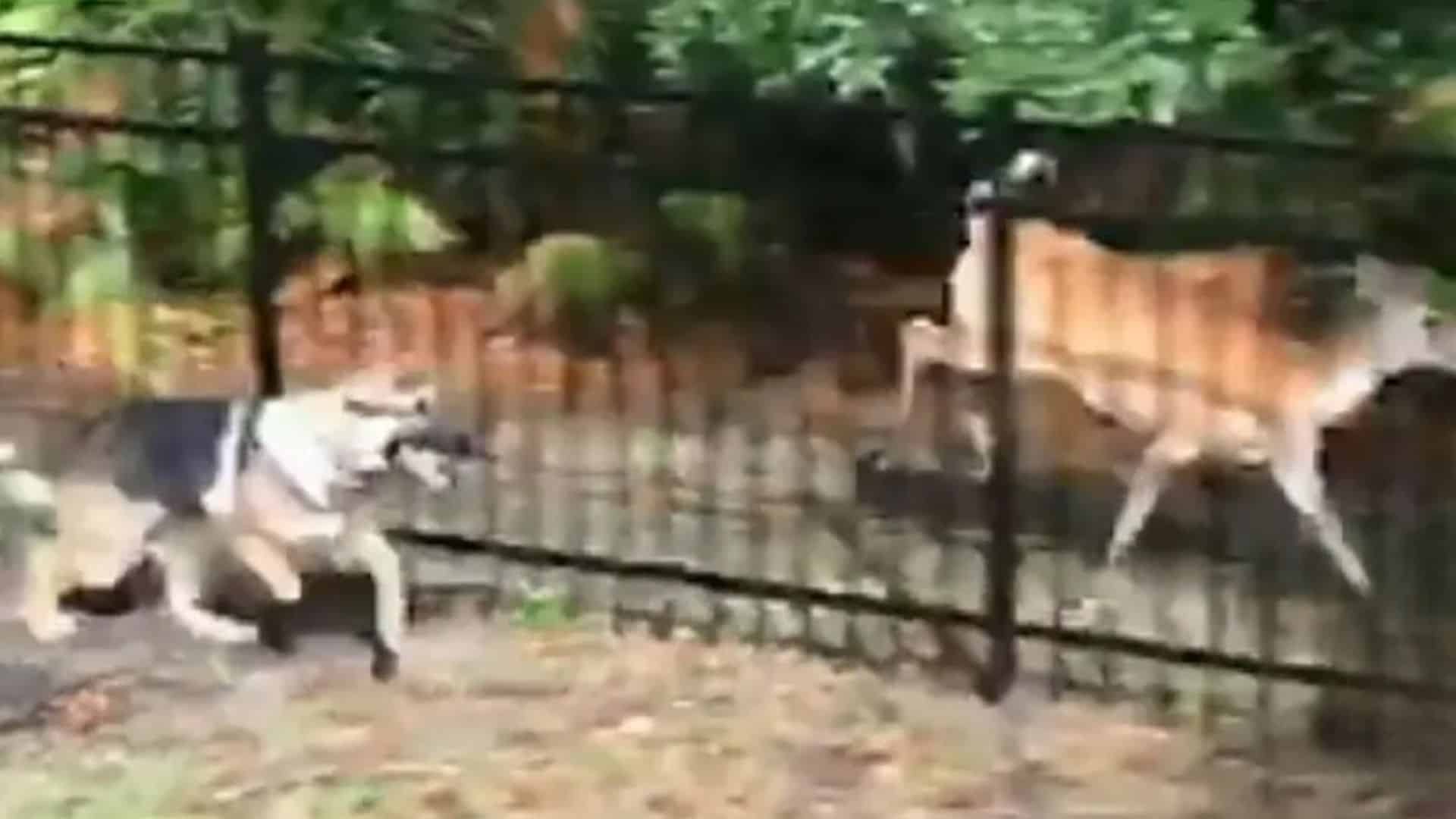 wild deer and german shepherd dog playing over the fence