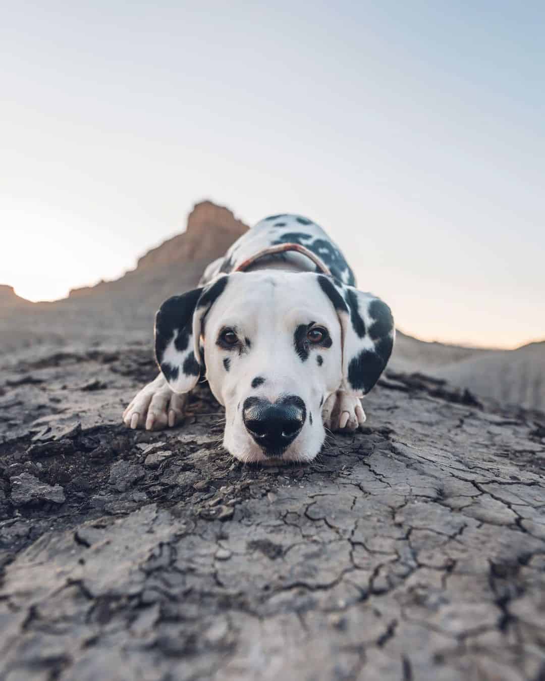 wiley, the Dalmatian with a heart-shaped nose