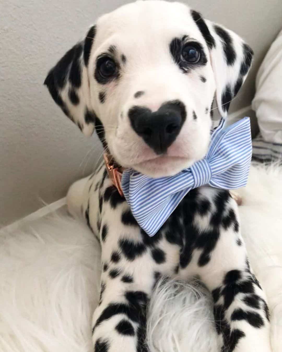 wiley wearing a blue bow-tie