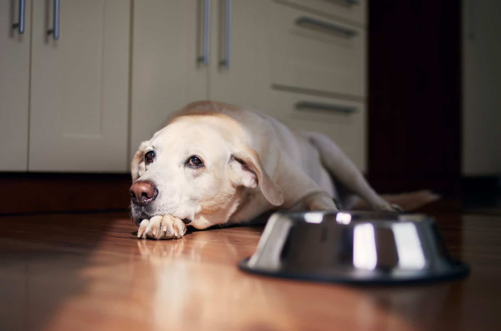 Will A Dog With Bloat Drink Water? Useful Tips