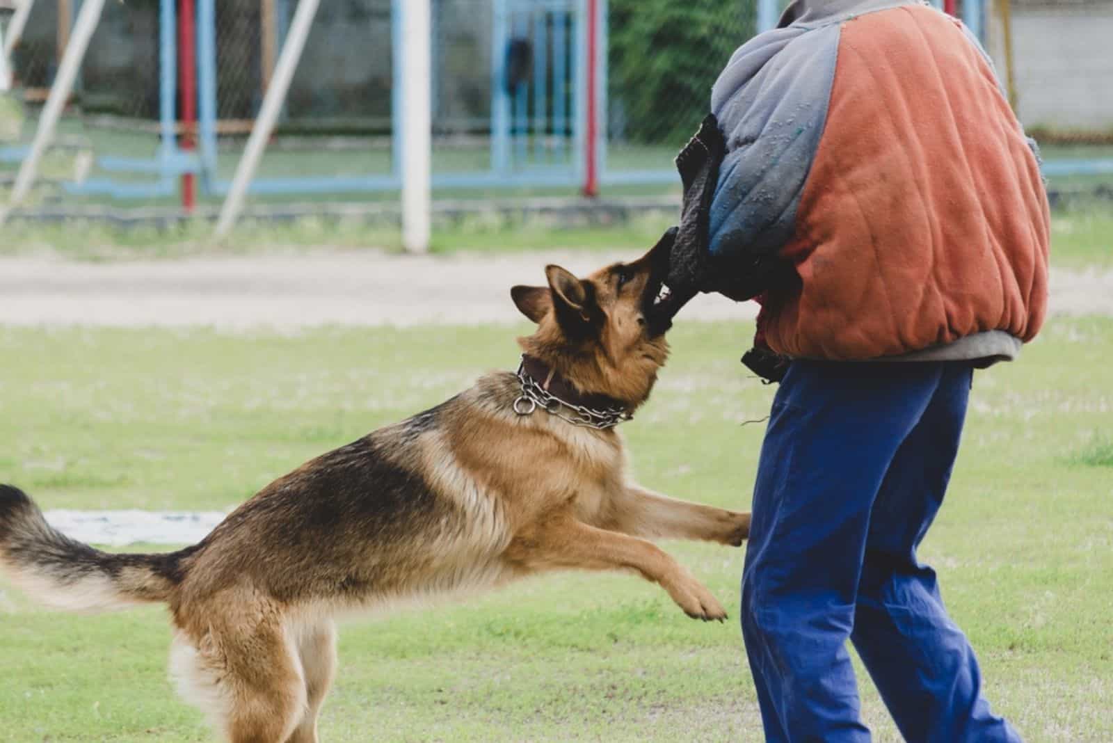 9 Reasons Why A German Shepherd Would Turn On Its Owner