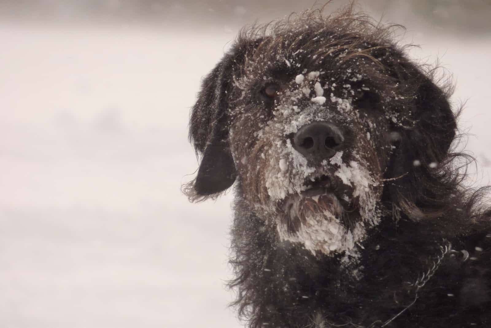 winter portrait of a black dog