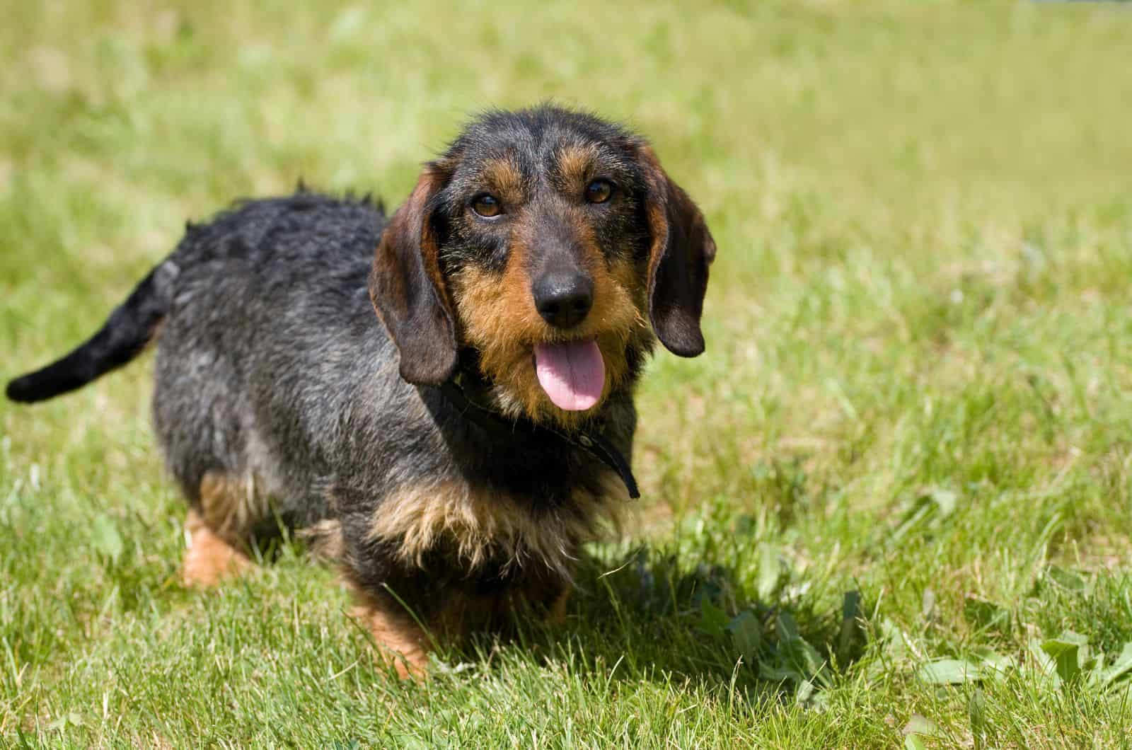 Wire-Haired Dachshund looking up