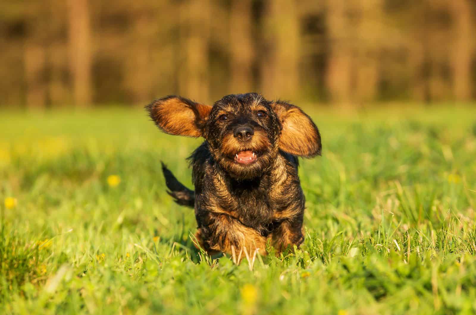 Wire-Haired Dachshund running on grass