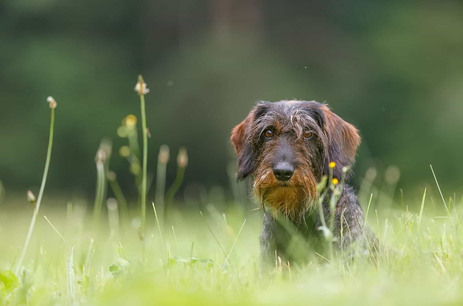 Wire-Haired Dachshund sitting in grass